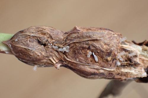Réf. 337 227 : Lasioptera rubi